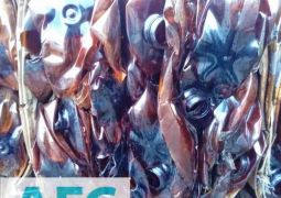 Pivnie Kegi Pet Kipi 02